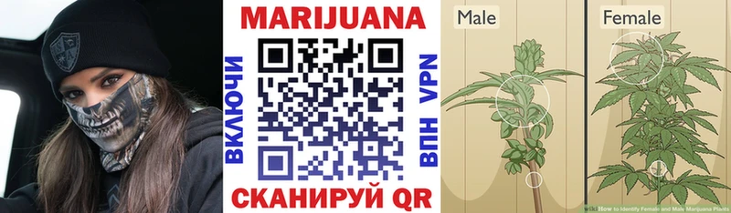 Бошки Шишки семена  Купить закладки  Мариинский Посад 